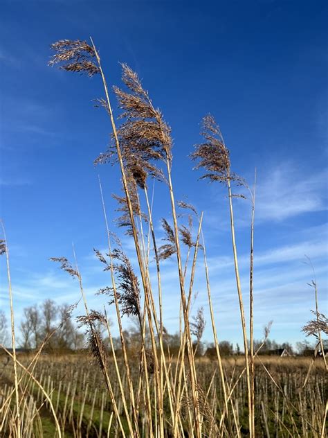 Field 图片 的图像结果