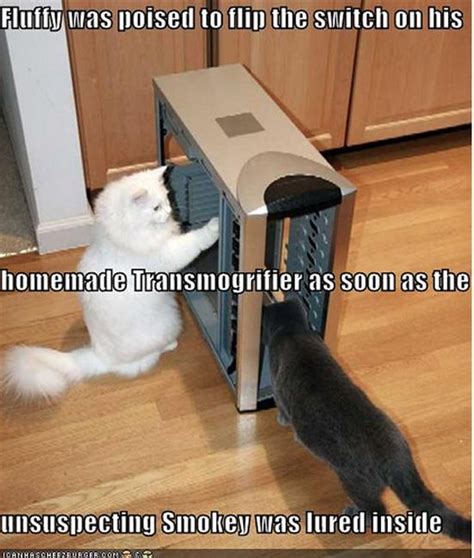 Image result for Cat Fixing Computer