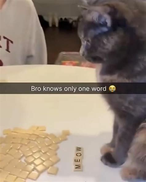 @funnysuburbanvidz | When you missing them so much😿 | Instagram