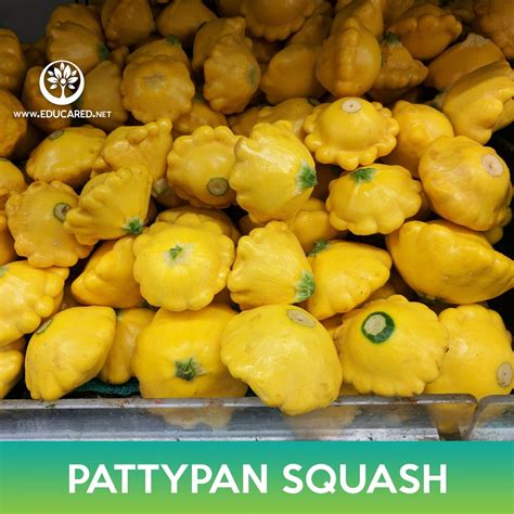 Pattypan Squash Seeds, Scallopini Squash - Etsy