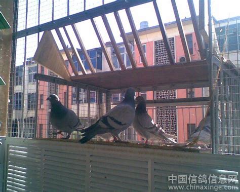 永安石林鸽舍-中国信鸽信息网相册