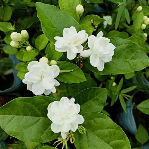 Jasmine Flower Plant Live White Mogra/Jasminum sambac/Arabian Jasmine ...