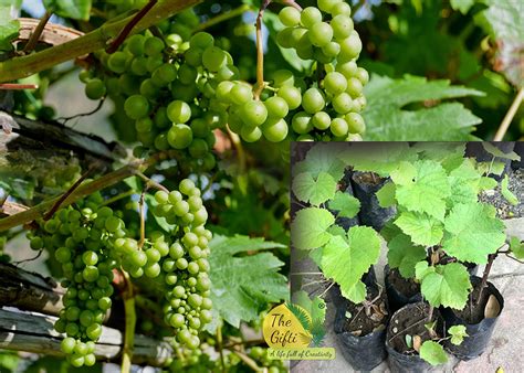 The Gifti ®️ Hybrid Grafted Live Grapes Plants [Varieties:-Anab-e-Shahi ...