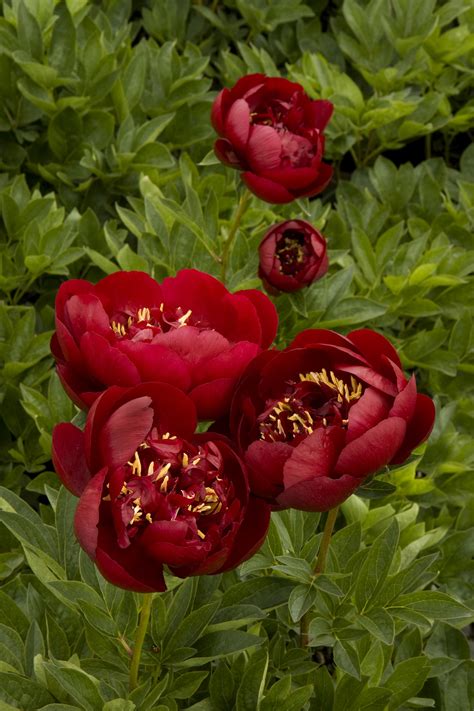 Buckeye Belle Herbaceous Peony, Paeonia hybrid 'Buckeye Belle'