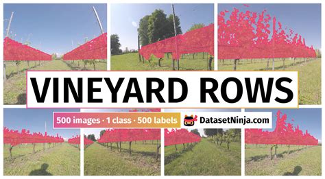 Vineyard Rows - Dataset Ninja