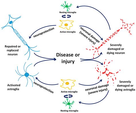 Diagnostic and Therapeutic Potential of TSPO Studies Regarding ...