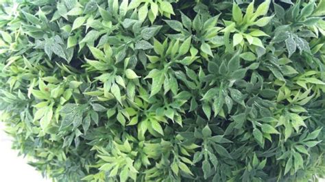 ZTE NUBIA Z9 Mini Camera Review: Excellent Mid-Budget Smartphone for ...