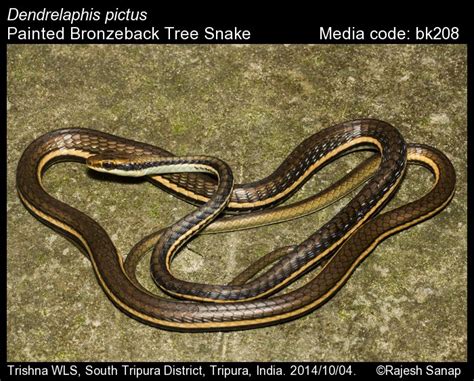 Dendrelaphis pictus (Gmelin, 1789) - Painted Bronzeback Tree Snake ...