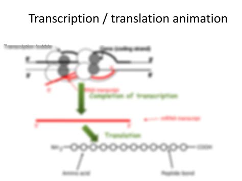 SOLUTION: Transcription animation - Studypool