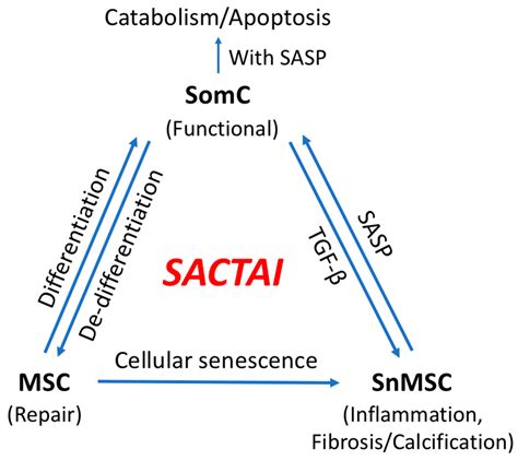 Senescence-Associated Cell Transition and Interaction (SACTAI): A ...