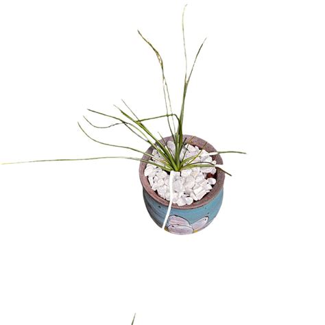 Albuca Humilis plant