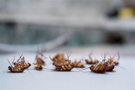 Image result for Cockroach Hatching