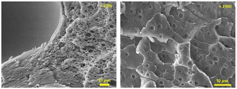 Solid-State Surface Patterning on Polymer Using the Microcellular ...