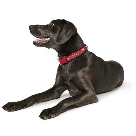 SOFTIE TRILUXE COLLAR – Kanineindia