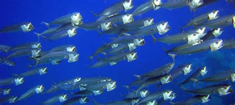 Five ways climate change is making Indian animals and plants migrate