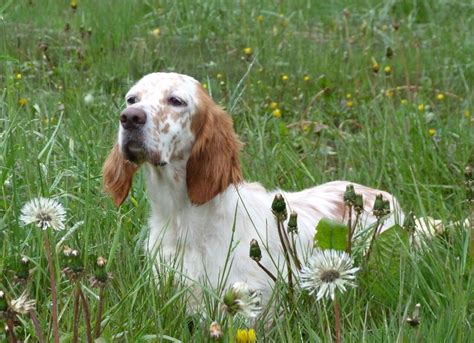 Image setter-anglais-3 : Chien - Elevage De La Vall�e Du Pairon - eleveur de chiens Setter anglais