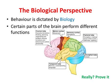 Biological Perspective Examples 的图像结果