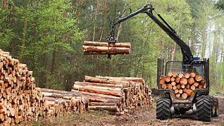 Image result for forestry