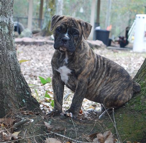 Brindle Olde English Bulldogge Puppies For Sale