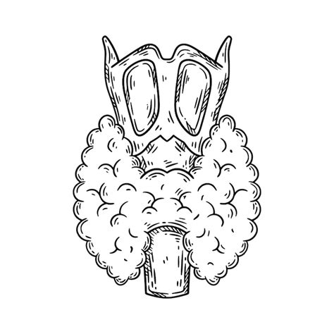 Glândula tireóide humana desenho desenhado à mão ilustração isolada do ...