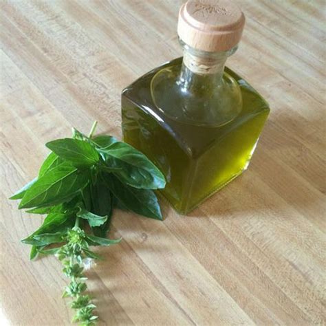 Holy Basil Oil,Pure Holy Basil Oil,Natural Basil Oil Manufacturers in ...