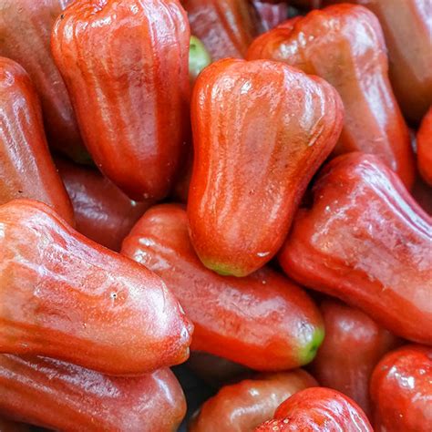 Bangkong Chamba Live Plants (Syzygium Samarangense) – veliyathgardens