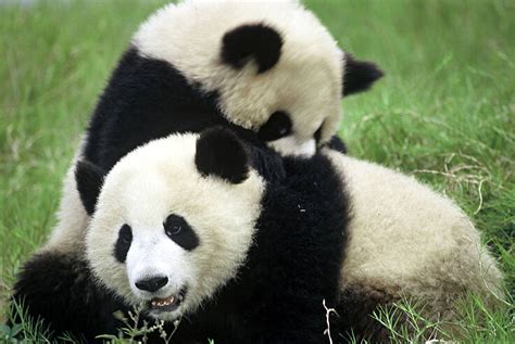 Image result for Panda Example in Python