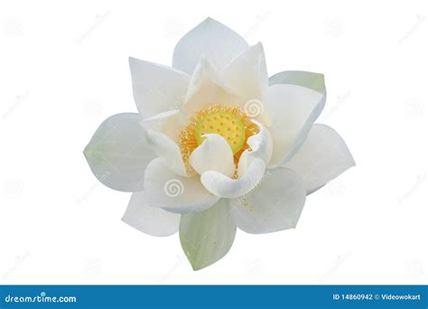 White lotus flower stock photo. Image of flora, chinese - 14860942