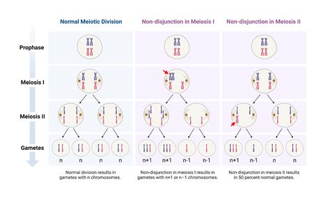 Non-disjunction in Meiosis | BioRender Science Templates