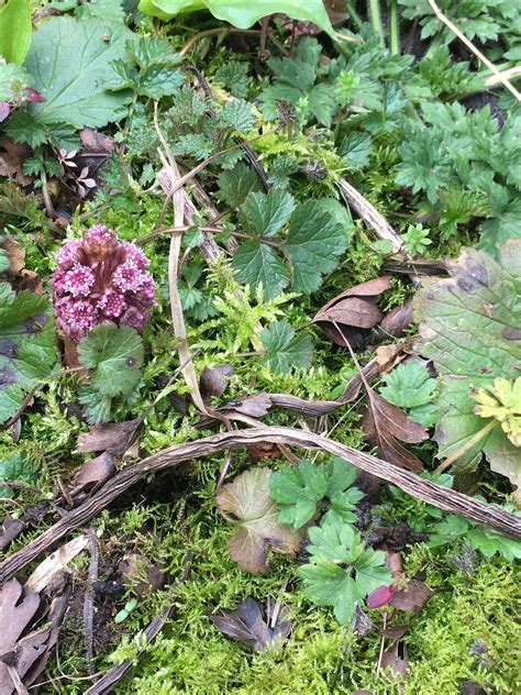 Writer-in-Residence poetry workshop: Height of Summer, Wytham Woods ...