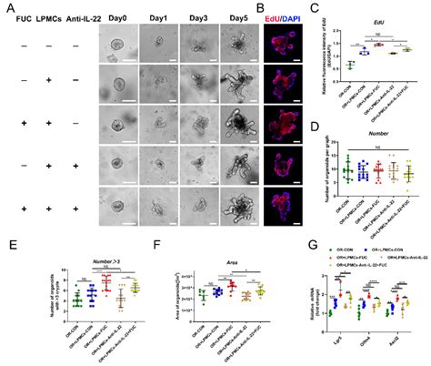 Promoting Effect of L-Fucose on the Regeneration of Intestinal Stem ...