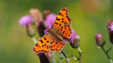 Download wallpaper 3840x2160 butterfly, flowers, insect, brown 4k uhd ...