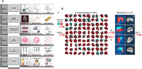Tissue engineering Applications 的图像结果
