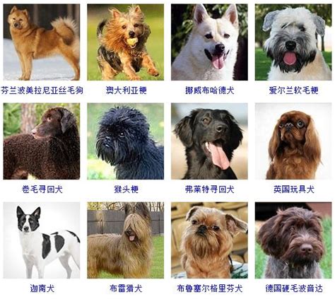 狗狗品种名字大全-起名网