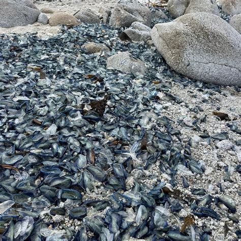ASILOMAR STATE BEACH - All You Need to Know BEFORE You Go 2026 (with ...