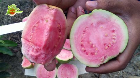 Green Paradise® Taiwan Pink Guava Plant Healthy Pink Guava plant grown ...