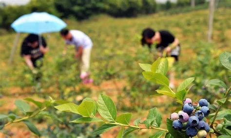因地制宜种蓝莓 乡亲家门口收获“幸福果”_湖北长江垄上传媒集团