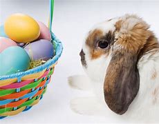 Image result for Cutest Easter Bunny