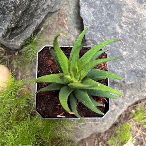 Haworthia longiana Succulent Plant