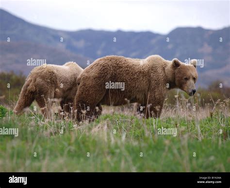 Sow Kodiak Grizzly Bear with one of her cubs Stock Photo - Alamy