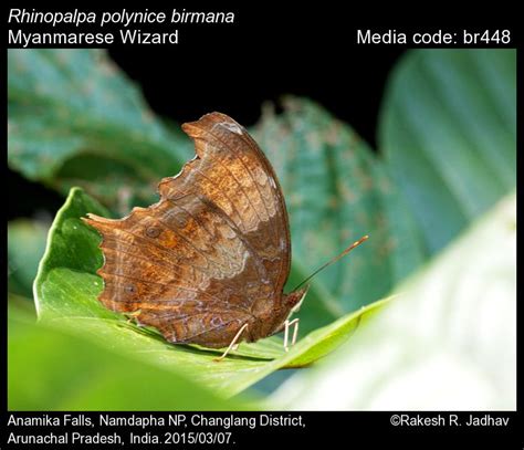 Rhinopalpa polynice (Cramer, [1779]) - Wizard | Butterfly
