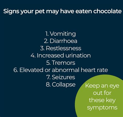 First Aid For Dog That Ate Chocolate at Shannon Mcelroy blog