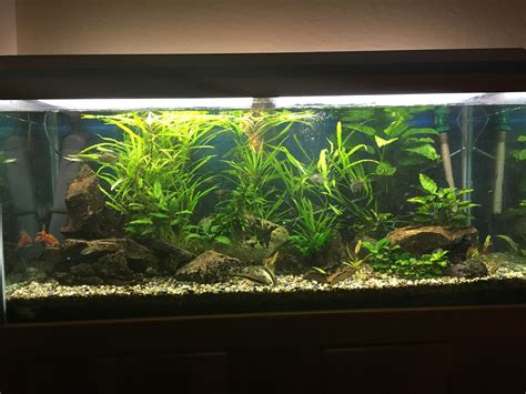80 gallon – Raph's Website
