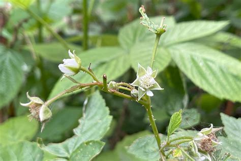 Image result for Raspberry Pruning Basics
