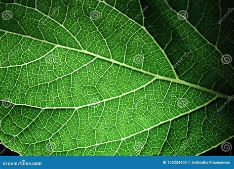 Closeup of Portion of Green Netted Veins Leaf Stock Photo - Image of ...