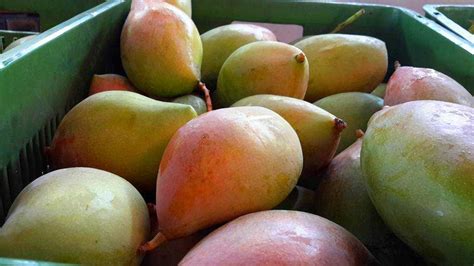 Image result for Mango Types Mango Varieties