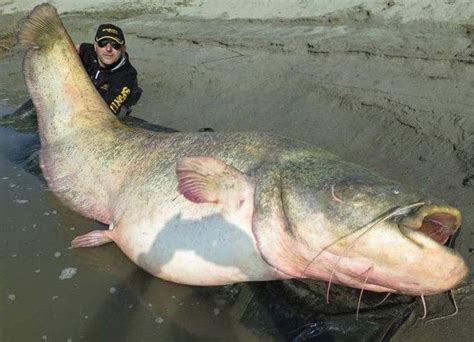 世界上最大的鱼有多大,上最大的人有,上最大的牛有_大山谷图库