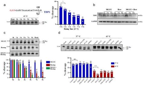 High Temperature Drives Topoisomerase Mediated Chromosomal Break Repair ...