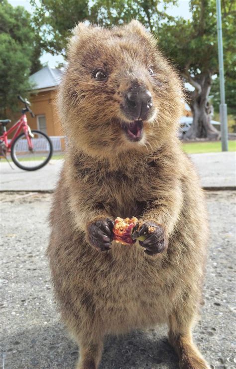 Mapa Do Habitat Quokka Quokka Wikipedia