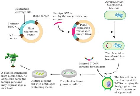 SATHEE CUET: Chapter 04 Application of Recombinant DNA Technology